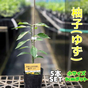 柚子 苗の人気商品 通販 価格比較 価格 Com
