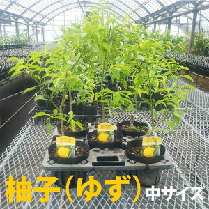 柚子 苗の人気商品 通販 価格比較 価格 Com