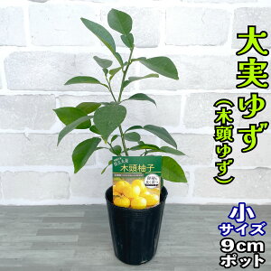 䂸 c [] 9cm|bg yx_ň琬z 3 A ڂؕc _k {Mq Mq ؓMq ق䂸 Ƃ䂸 ݂䂸 ʎ ƒ؉ 䂸 Mtg v[g a