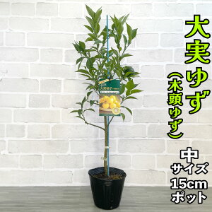 䂸 c [] 15cm|bg yx_ň琬z 5 A ڂؕc _k {Mq Mq ؓMq ق䂸 Ƃ䂸 ݂䂸 ʎ ƒ؉ 䂸 Mtg v[g a