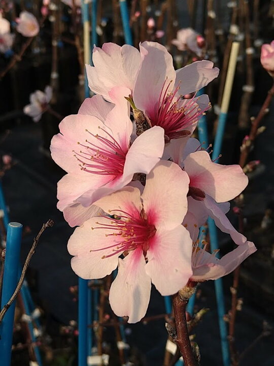 楽天市場 アーモンド 苗木 ダベイ種 おうちでアーモンド栽培 鉢植え 接ぎ木苗 ポット植え 中 15cmポット 落葉苗 家庭菜園 簡単 あーもんど ナッツ かみはる園芸 楽天市場 アーモンド 苗木 ダベイ種 おうちでアーモンド栽培 鉢植え 接ぎ木苗 ポット植え 中 15cmポット 落葉苗 家庭菜園 簡単 あーもんど ナッツ かみはる園芸