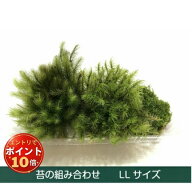 【エントリーで全商品P10倍！】苔組合わせパック 山ゴケ ヒノキゴケ シッポゴケ シノブゴケ アラハシラガ…