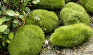 苔 テラリウム 石 観葉植物の人気商品 通販 価格比較 価格 Com