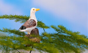  J Ƃ   eEtBMA ۃE  [NVbv ~jtBMA ~j`A Cxg WI}RNV