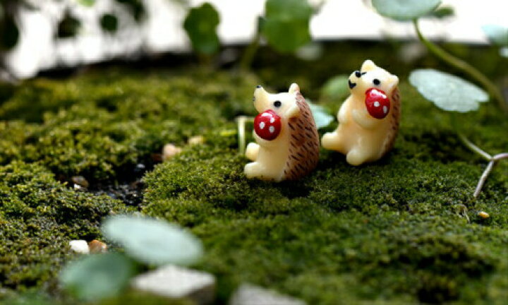 楽天市場 きのこ持ち はりねずみ模型 ハリネズミ 動物 コケリウム テラリウムフィギュア ミニチュア 動物 テラリウム 水槽 テラリウム ミニ アクアリウム スノードーム 苔テラリウム 苔盆栽 箱庭 テラリウムインテリアtakara