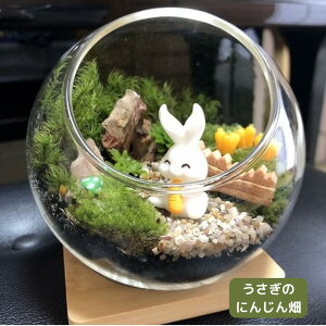 うさぎ 観葉植物の人気商品 通販 価格比較 価格 Com