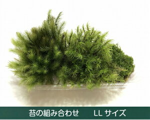 D݂̑ g킹pbN REm}lOT RSP qmLSP Vb|SP VmuSP AnILiSP eE JWSP RPE ۃeE ANAE ϗtA 