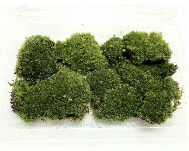 訳あり お買い得個 フィギュア テラリウム こけ石 小サイズ コケリウム 苔テラリウム フェイク苔 訳あり お買い得個 フィギュア テラリウム こけ石 小サイズ コケリウム 苔テラリウム フェイク苔