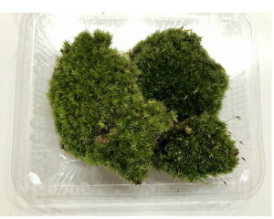 �z�\�o�I�L�i�S�P ���}�S�P S�T�C�Y �e�����E�� �R�P���E�� �� �R�P �ۃe�����E�� �ۃ��E�� �A�N�A���E�� �A�N�A�e�����E�� �ϗt�A�� ���| �n�C�h���J���`���[ �K�[�f�j���O �O���[�� �C��