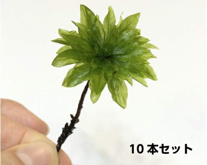 楽天市場 カサゴケ10本 テラリウム コケリウム 苔テラリウム アクアリウム 観葉植物 園芸 苔盆栽 苔好き コケインテリア 苔 コケ テラリウム インテリアtakara