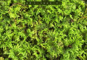 シノブゴケ LLサイズ テラリウム コケリウム 苔テラリウム アクアリウム 観葉植物 園芸 植木鉢 苔盆栽 苔好き コケインテリア 苔 コケ