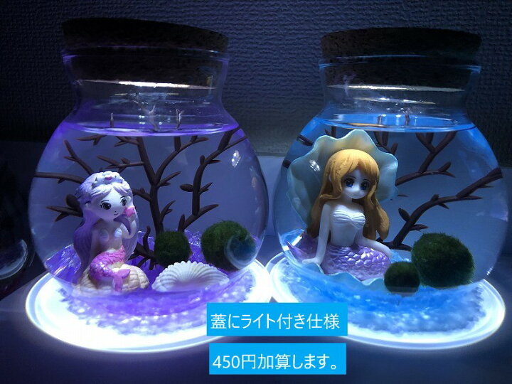 楽天市場】人魚とまりも アクアリウムキット 天然ヤギ 水草 インテリア 