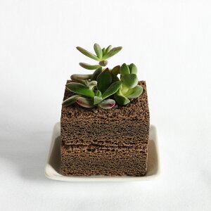 g[PBuddy KAKUiJNj STCYAʃCeA ofB[ ϗtA A |bg A 񂹐A CeA ₵ ȒPz