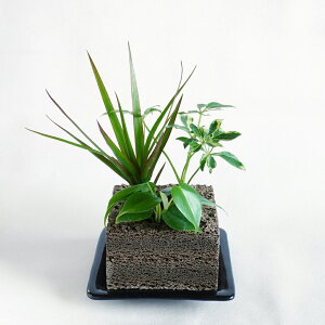 g[PBuddy KAKUiJNj MTCYyAʃCeA ofB[ ϗtA A |bg A 񂹐A CeA ₵ ȒPz