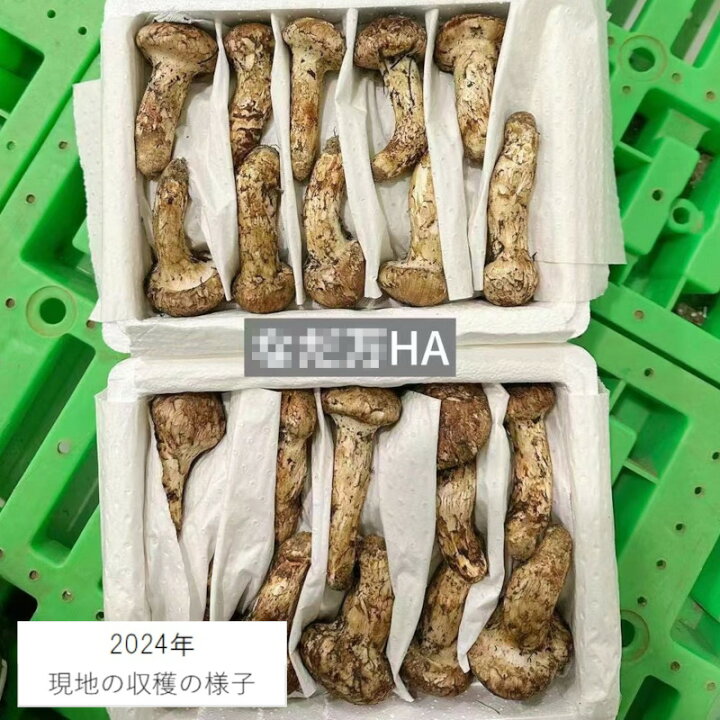 楽天市場】【特選】 生まつたけ 中つぼみ Mサイズ 500g(約12-15本) HA 