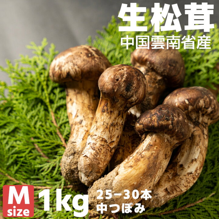 楽天市場】【特選】生まつたけ 中つぼみ Mクラス 1kg(約25-30本 