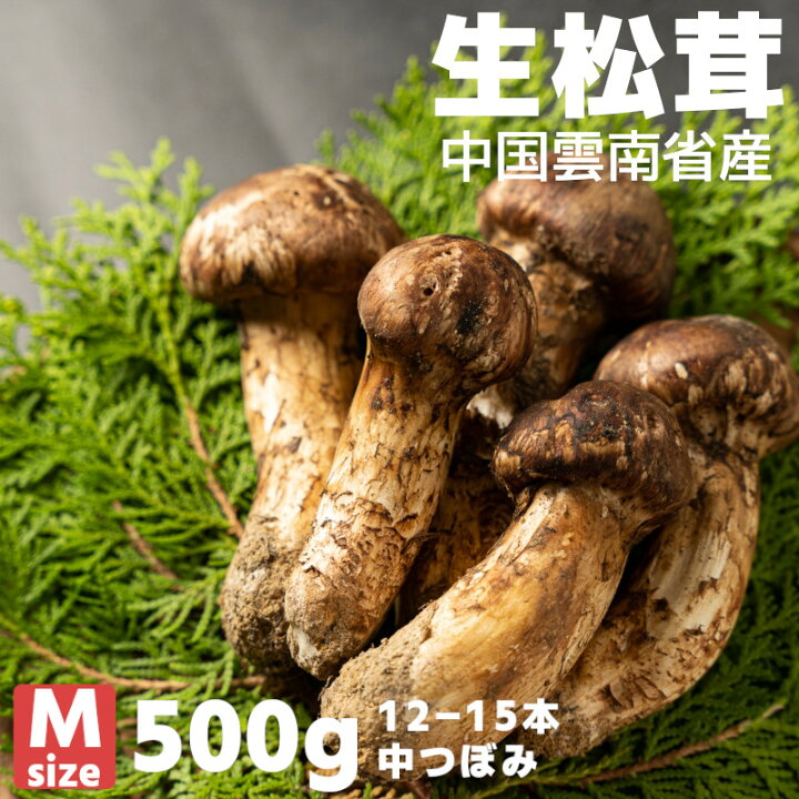 楽天市場】【特選】 生まつたけ 中つぼみ Mサイズ 500g(約12-15本) HA 