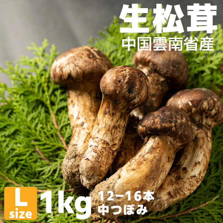 楽天市場】【特選】生まつたけ 中つぼみ Lサイズ 1kg (約12-16本) HAL 