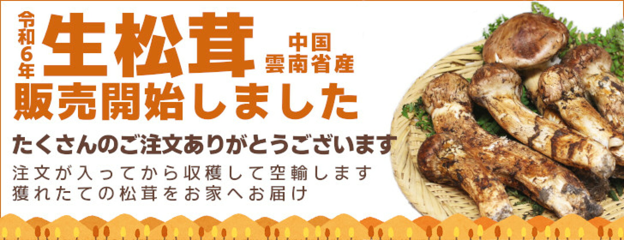 中国産生松茸