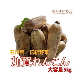 石川県　伝統野菜　加賀れんこん　蓮根　5キロ【送料無料】【新商品】