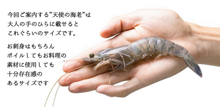 楽天市場 お刺身ok エビ 海老 天使の海老 生食用 天使の海老 高級料亭刺身用 ニューカレドニア産 養殖 世界最高グレード 1kg 約30尾前後入り 金沢まいもん