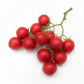 【造花 トマト】ミニトマトクラスター（フェイクフード・食品サンプル）