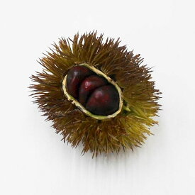 食品サンプル 栗 イガグリ 割れ栗 いがぐり（造花・フェイクフード）