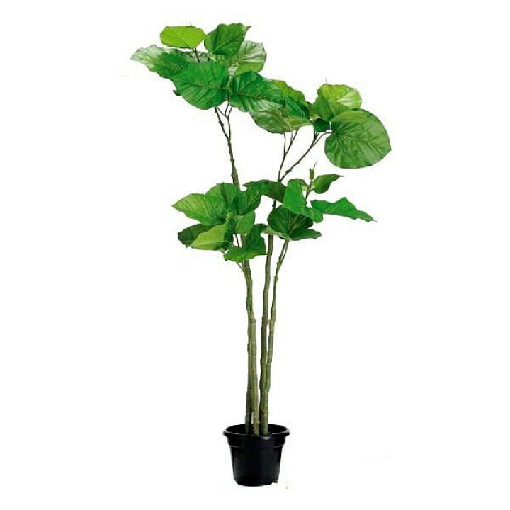 楽天市場】人工観葉植物 ウンベラータ 110cm（インテリアグリーン 造花 