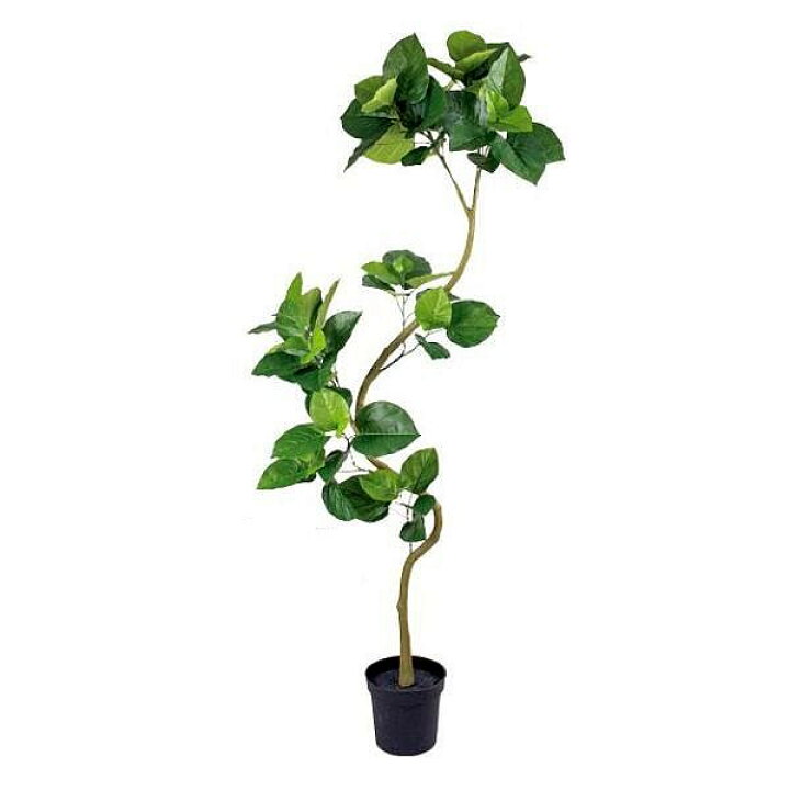楽天市場】人工観葉植物 ウンベラータ 200cm（インテリアグリーン 