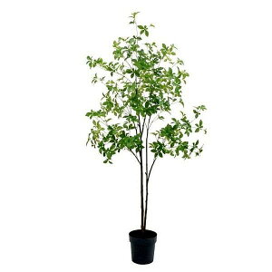 lHϗtA ǂ 175cmiCeA ԁEtFCNO[EtFCNvgE[؁EAj