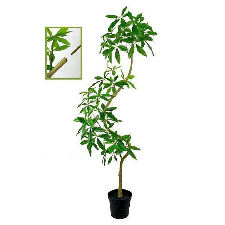 楽天市場】人工観葉植物 パキラ ツイストパキラ 200cm（インテリア 