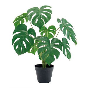 lHϗtA Xe 49cmiCeAO[ ԁEtFCNO[EtFCNvgE[؁EAj