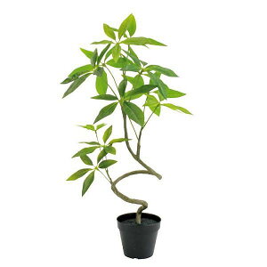 lHϗtA pL XpCpL 60cmiCeAO[ ԁEtFCNO[EtFCNvgE[؁EAj