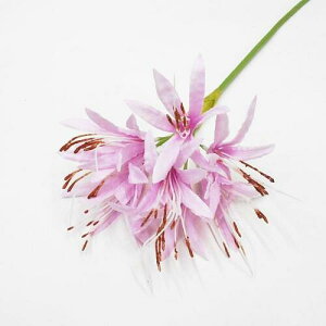 ll RX dފ݉ԁiԁEA[gt[E֎썹 pj