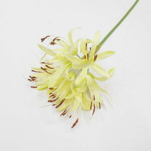 ll RX dފ݉ԁiԁEA[gt[E֎썹 pj