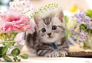 ro[(BEVERLY) WO\[pY PRETTY PET 킹̓ 1000}CNs[X (1000M-008)