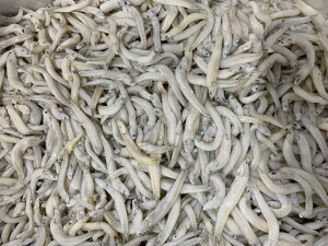 楽天市場 かまあげしらす１ｋｇ国産 大きいサイズ 訳あり 京の魚河岸 かねきゅう