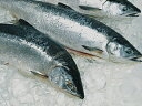 極上甘塩紅鮭約2．3kg　北洋産