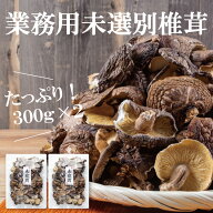国産未選別椎茸300g×2【業務用 シイタケ しいたけ 乾し椎茸 グアニル酸 ビタミンD 低カロリー 食物繊維 …