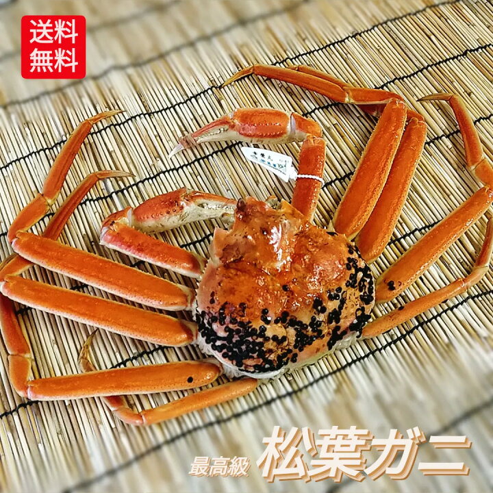 楽天市場 ズワイガニ 松葉ガニ 姿 特大サイズ 900g 以上 整体 ボイル 訳あり 良品 松葉かに 未冷凍 松葉がに ゆで ボイル松葉 浜茹で 松葉 蟹 かに カニ 産地直送 兵庫県 浜坂 鳥取県 境港 家庭用 自宅用 お買得 御祝 贈答 送料無料 送料込