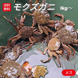 【早割10%クーポン有】 モクズガニ 天然 活 生 1kg 以上 メス 雌 10-13匹 上海ガニ 上海蟹 モクズ蟹 もくずがに サイズ混ざり 国産 兵庫県 藻屑蟹 藻くずガニ 川がに 川蟹 川ガニ ツガニ ツガネ ケガニ 川ガニ ヤマタロウガニ ズガニ ガンチ ツガニ汁 蒸し 早期予約