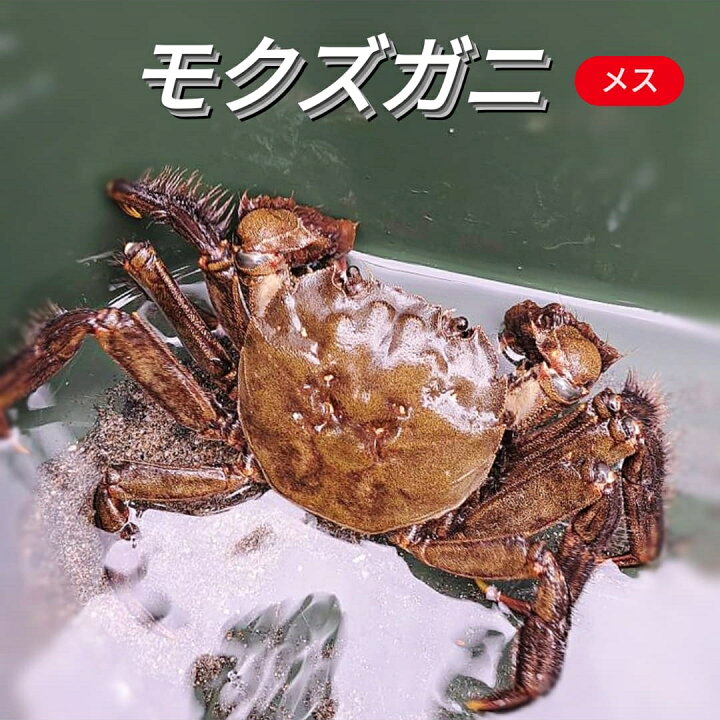 楽天市場】モクズガニ 天然 活 生 メス 雌 1匹 160g 以上 大 ～ 特大 