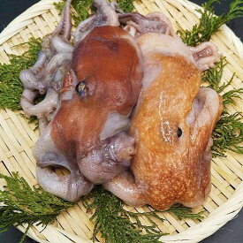 小だこ 小タコ 冷凍 500g 以上 生冷凍 コダコ 手長タコ 大小混ざり お試し お得用 小分け 小たこ 小ダコ こだこ 小蛸 タコ たこ 日本海産 少なめ 新鮮 鮮度抜群 たこ焼き タコ唐揚げ 酢の物 炊き込みご飯 煮付け アヒージョ パスタにも◎お中元 残暑見舞い 同梱オススメ