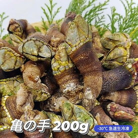 冷凍 亀の手 珍味 カメノテ かめのて カメの手 同梱に最適 200g サイズ混ざり お試し 急速生冷凍 高級 希少 ペルセベ ペルセベス 日本海 浜坂産 兵庫県 鳥取県 鷹の爪 ゴジラ 酒の肴 アテ つまみ 甲殻類 簡単レシピ付 食べきり 千円以下 ※【冷凍便】と同梱で送料無料