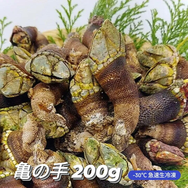 楽天市場 亀の手 珍味 カメノテ かめのて カメの手 同梱に最適 0g サイズ混ざり お試し 急速生冷凍 高級 希少 ペルセベ ペルセベス 日本海 浜坂産 兵庫県 鳥取県 鷹の爪 ゴジラ 酒の肴 アテ つまみ 甲殻類 簡単レシピ付き 食べきり ワンコイン クール冷凍便と同梱で 楽天市場 亀の手 珍味 カメノテ かめのて カメの手 同梱に最適 0g サイズ混ざり お試し 急速生冷凍 高級 希少 ペルセベ ペルセベス 日本海 浜坂産 兵庫県 鳥取県 鷹の爪 ゴジラ 酒の肴 アテ つまみ 甲殻類 簡単レシピ付き 食べきり ワンコイン クール冷凍便と同梱で