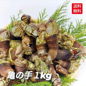 新物入荷 亀の手 カメノテ カメの手 かめのて 生 1kg 珍味 採れたて 新鮮 高級 希少 ペルセベ ペルセベス 簡単レシピ付き フレッシュ 未冷凍 お徳用 サイズ混ざり 日本海 浜坂産 兵庫県 鳥取県 鷹の爪 ゴジラ 酒の肴 アテ つまみ 甲殻類 送料込み