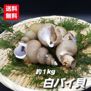 活 白 貝 貝の人気商品 通販 価格比較 価格 Com