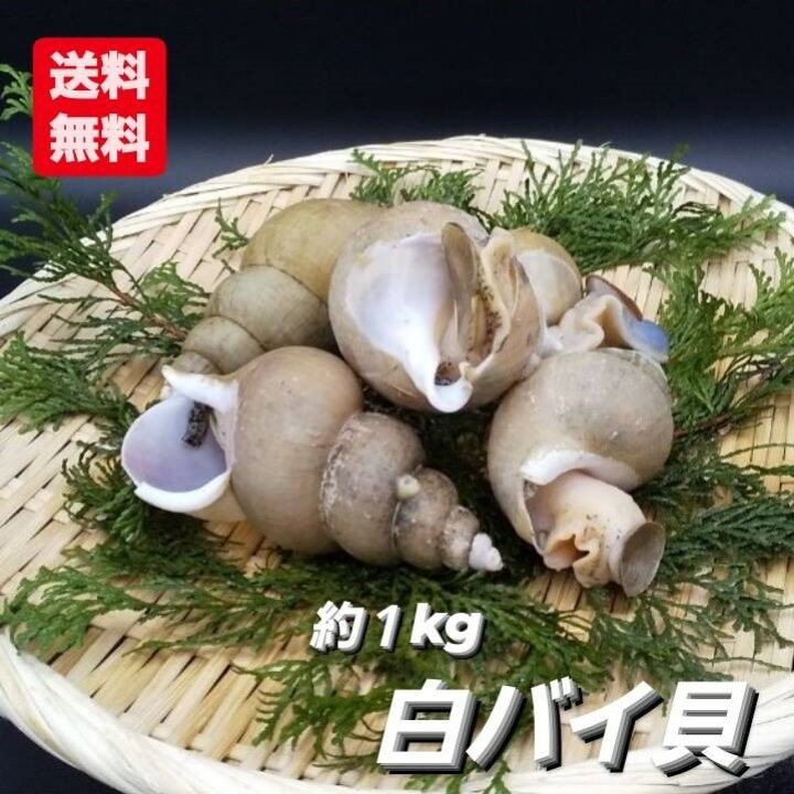 楽天市場 白バイ貝 バイ貝 白バイ 活 白 しろばい 1kg 10 13個 9月水揚げ開始 日本海 兵庫県 浜坂 京丹後 新鮮 高級 肝が旨い シロバイ エッチュウバイ 越中貝 貝 特産 産地直送 産直 贈り物 レビューキャンペーン 干しホタルイカ プレゼント お祝い お魚問屋 蟹ぷらす