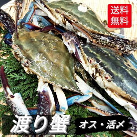 楽天市場 ガザミの通販 楽天市場 ガザミの通販