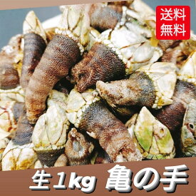 楽天市場 カメノテの通販